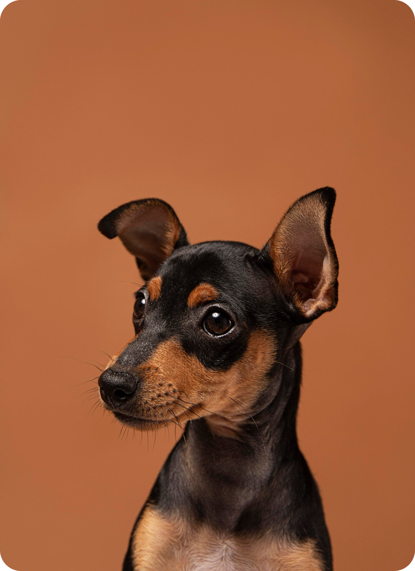 Dog Image